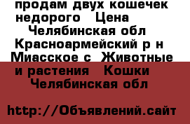 продам двух кошечек недорого › Цена ­ 300 - Челябинская обл., Красноармейский р-н, Миасское с. Животные и растения » Кошки   . Челябинская обл.